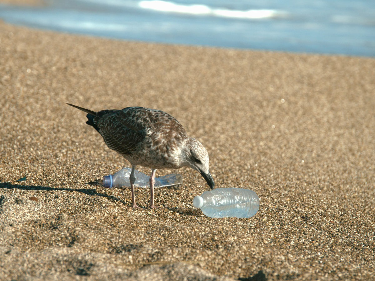 gabbiano con bottiglia di plastica