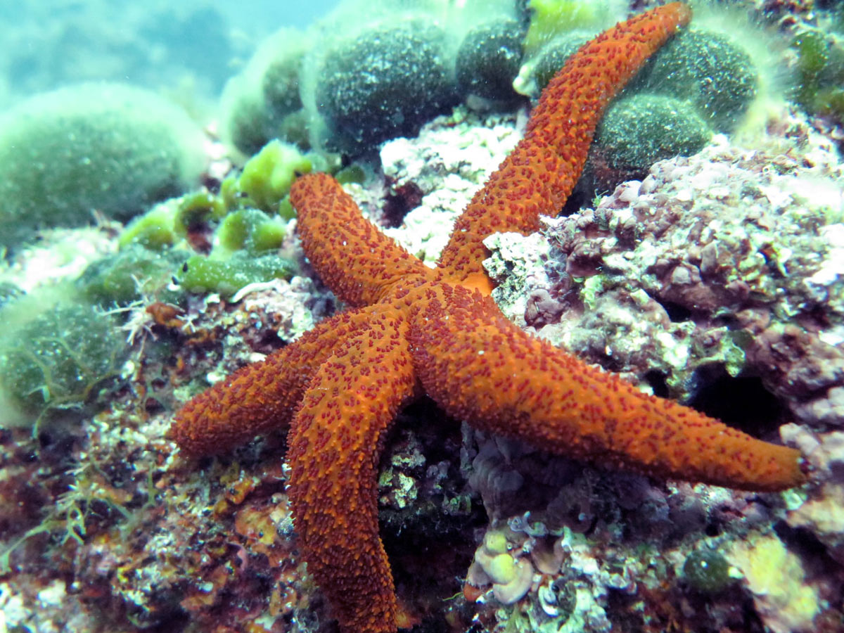 Starfish mission