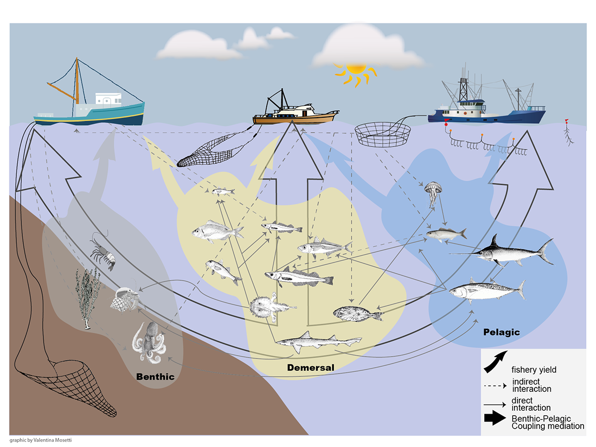 Pesca e rete trofica