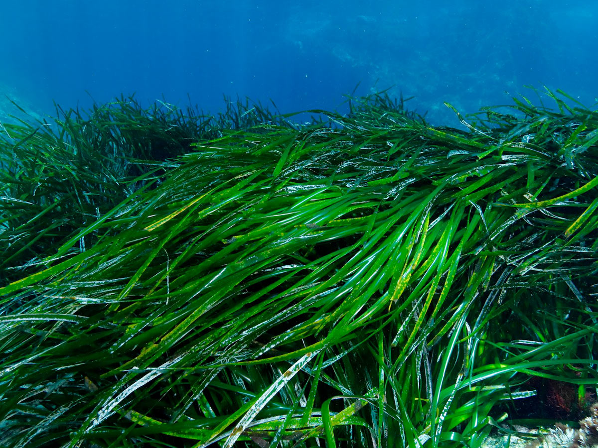 Fondale marino con fucus