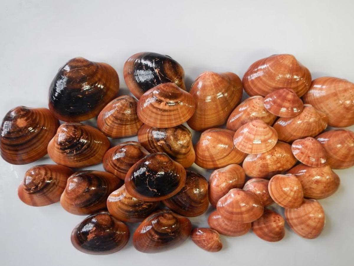 Fasolari