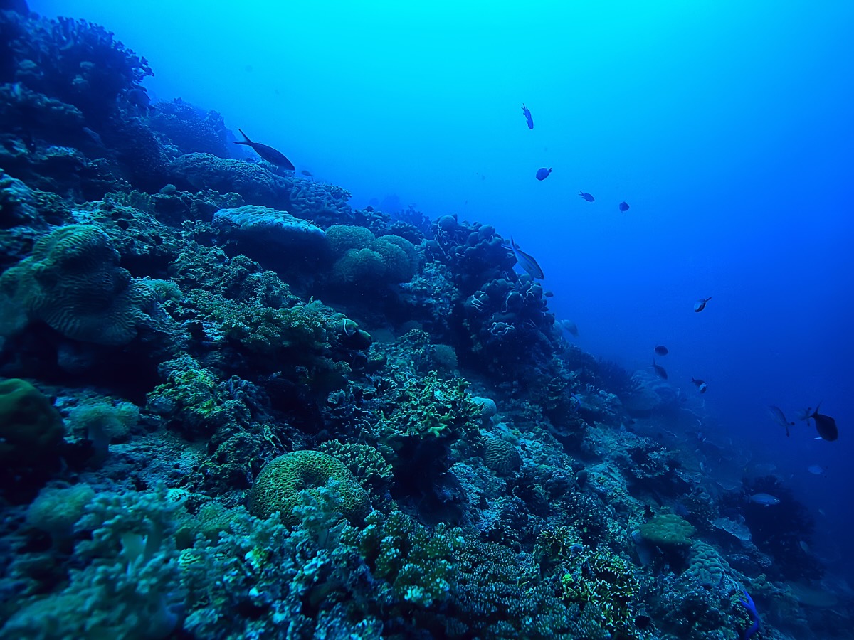 Ecosistema marino