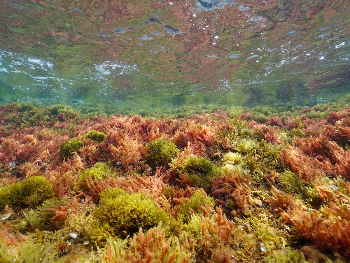 Alghe Mediterraneo da Canva