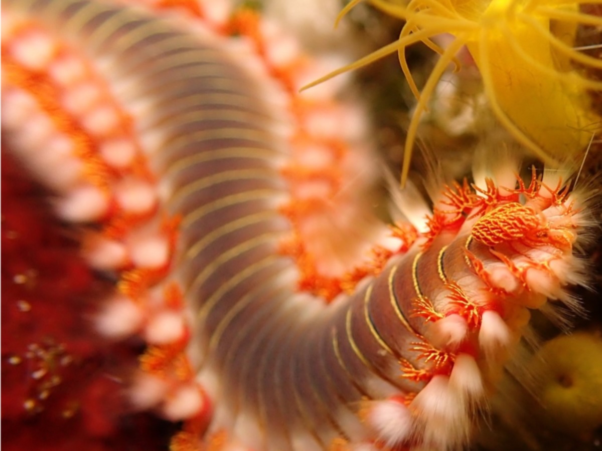 Vermocane (credits Righi & Maletti, Unimore Lab)